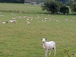 The locals in the next field.