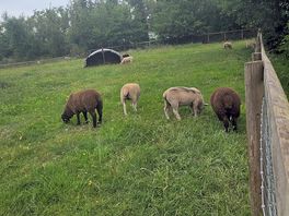 Sheep