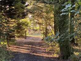 Sun through trees