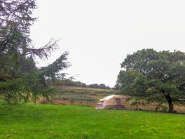 The Oak Tree 1