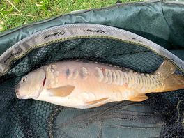 Carp 1