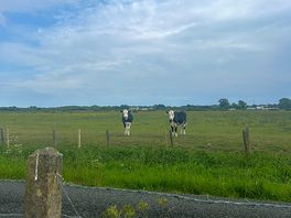 The nosey cows