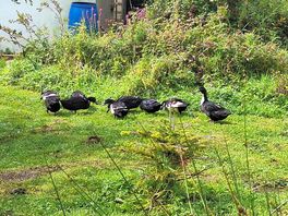 Duck or you will miss them