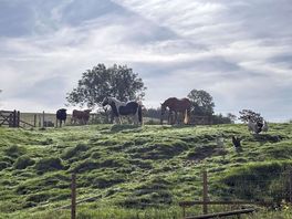 Animals on farm