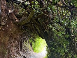 Woodland walks