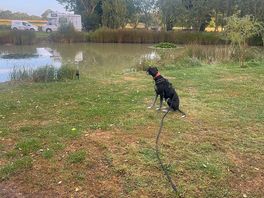 Georgie watching the fishes jump