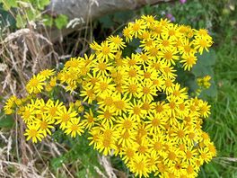 Wildflowers