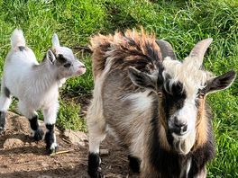 Goat
