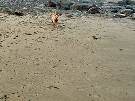 Dog playing on the beach