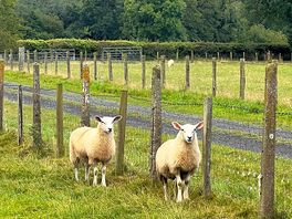 Goats and sheep on the site