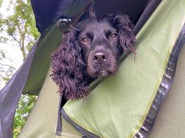 Dog friendly