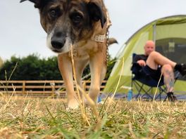 Lulu the dog exploring