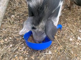 Kids can feed the animals with the owners in the morning