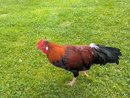 Friendly chickens