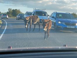 Lots of donkeys and horses nearby
