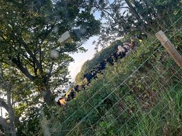 Cows