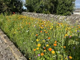 Wildflower border