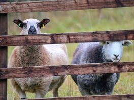 Neighbours came over to see what we were doing.