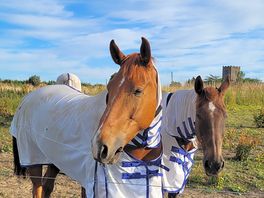 Horses next door