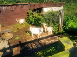 More pregnant goats
