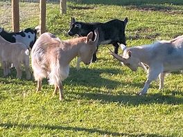 Cheeky goats