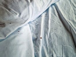 Bed bugs