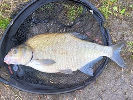 Bream