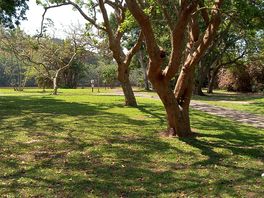 Plenty of shade under the trees