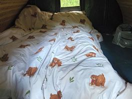 Foxes den