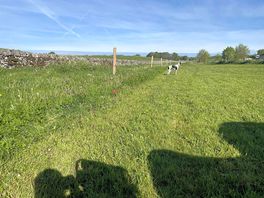 Adult only field