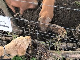 Piggies!!!