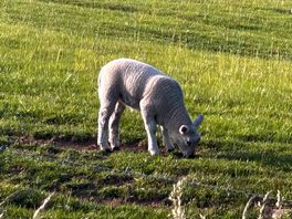 Sheep
