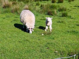 Surrounding sheep