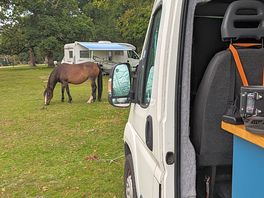 Friendly horses are grazing around the campsite