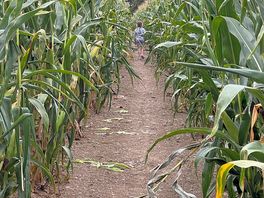 Walk through corn forrest