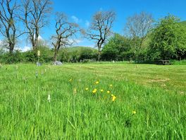 A view across one of the wildflower meadows