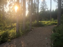 Woodland next to camp