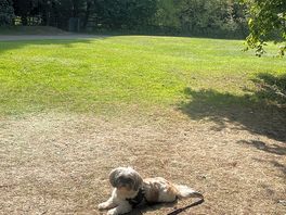 The dogs love it here 🥰
