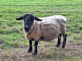 Steve...the star of the farm☺️