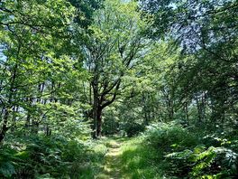 Woodland walk