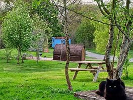 View from pitch and farm cat
