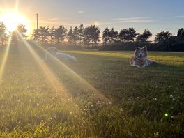 The dogs loved it too