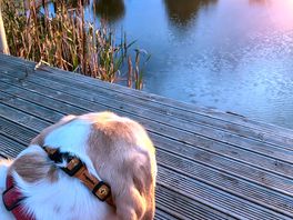 Looking over the lake