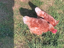 Cheeky hens