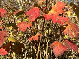 Autumn colours