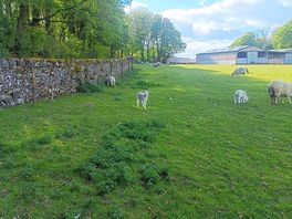 Cute lambs!