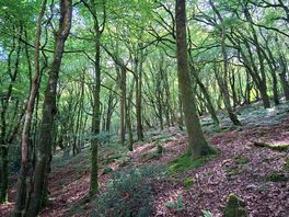 Next time maybe i will camp inbthe woods
