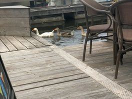 Chilling at lunch had these visitors
