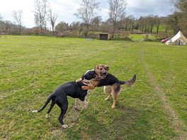 Lots of space for dogs