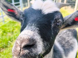 Resident goats